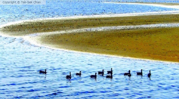 Brants (Branta bernicla), Jamaica Bay, NYC 05-01-2015