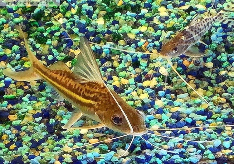 Four Line Pictus Catfish (Pimelodus blochii), Lotus Restaurant, PJ 07-20-2025