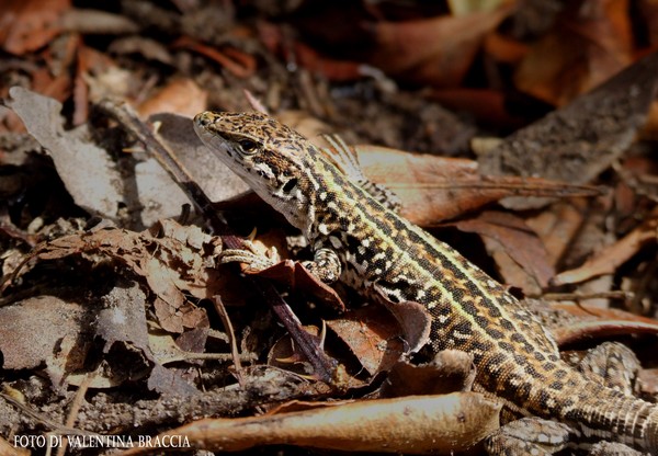 lizard