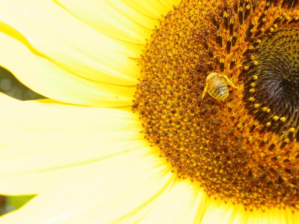 the bee's knees