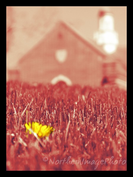 Yellow Pop!
