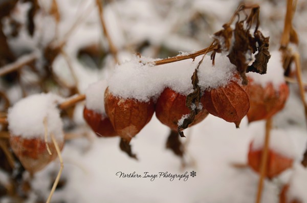 Chinese Lanterns & Snow