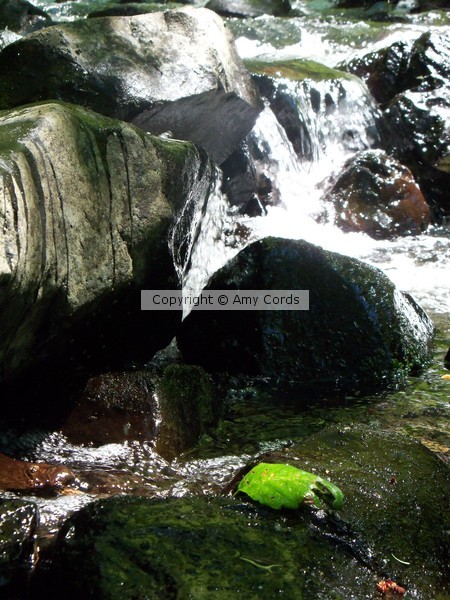 Green Leaf, Clear Water