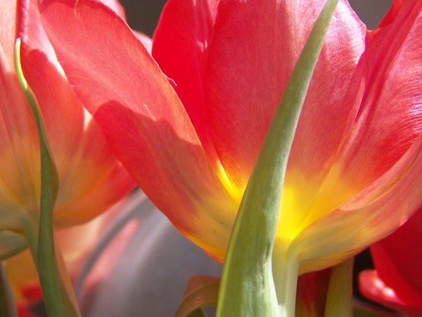 Spring Blooms