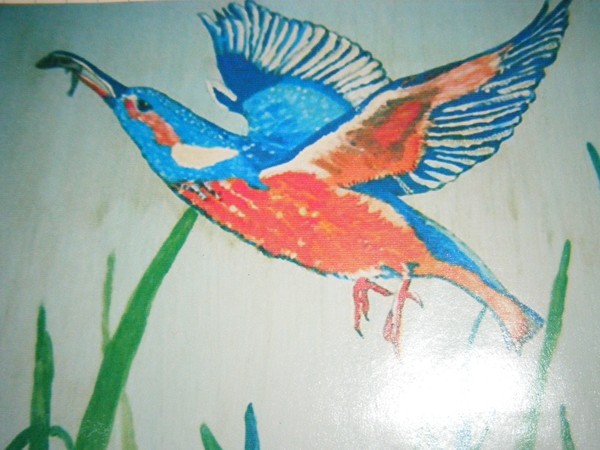 Hunting kingfisher
