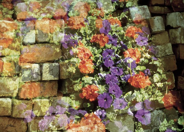 (05) Cascading Flowers