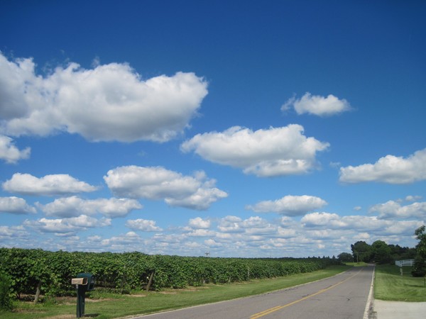 Road by the Vineyard