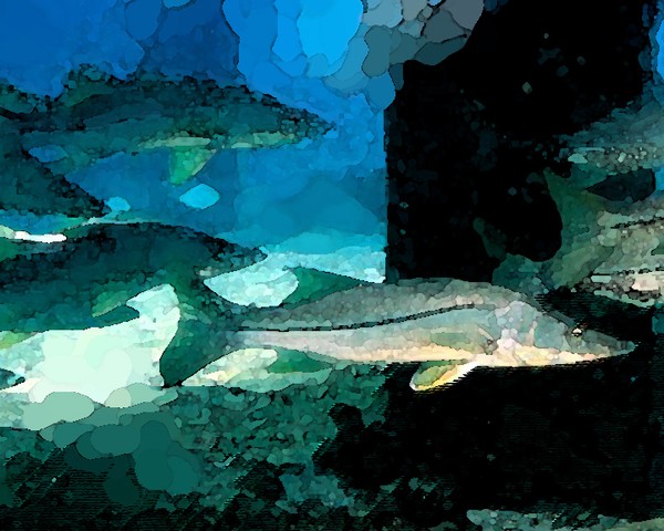 snook
