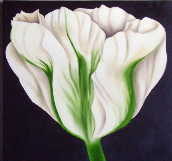 Spring Tulip