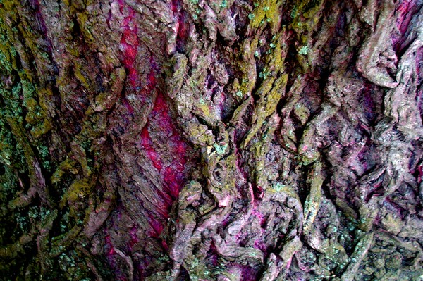 bark 04