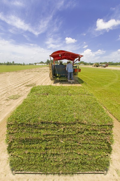 Turf Farm Number Three