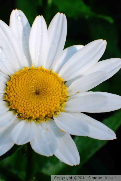 Happy Daisy