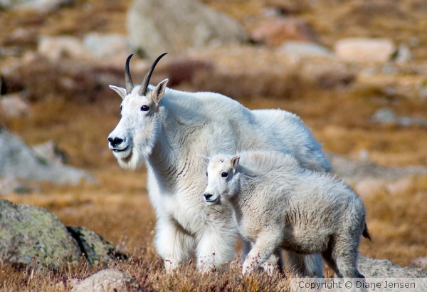 Mountain Goats