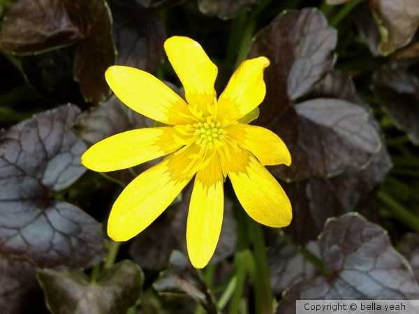 ranunculus 