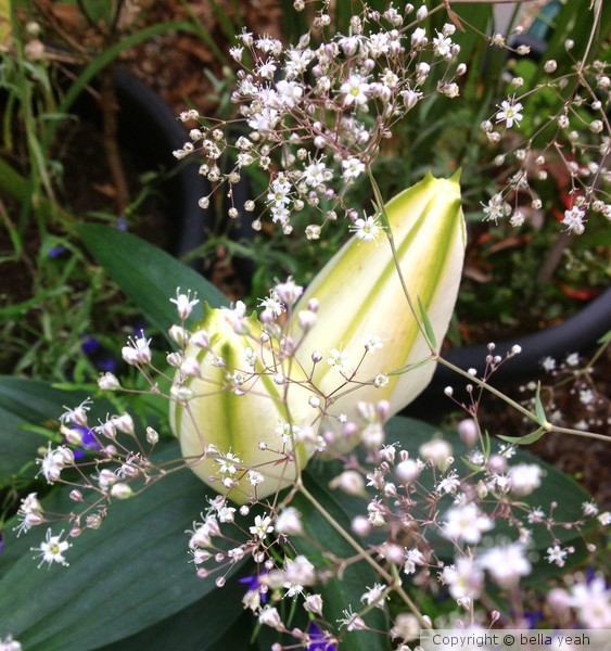 lily buds in baby's breath
