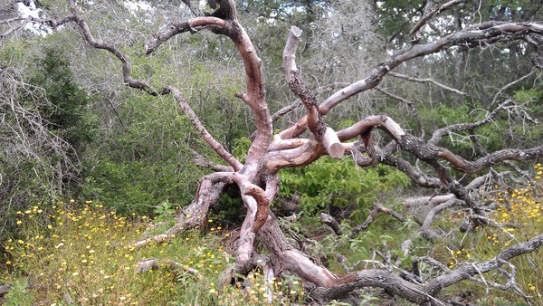 Gnarly Tree View 2