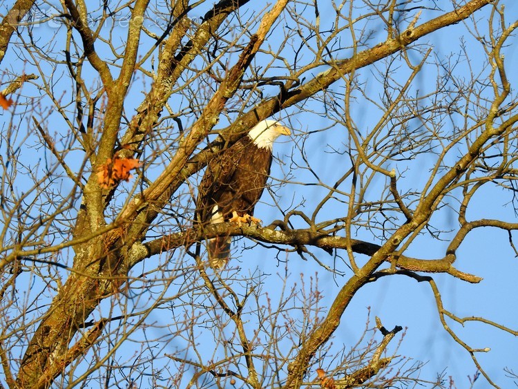 Regal Visitor