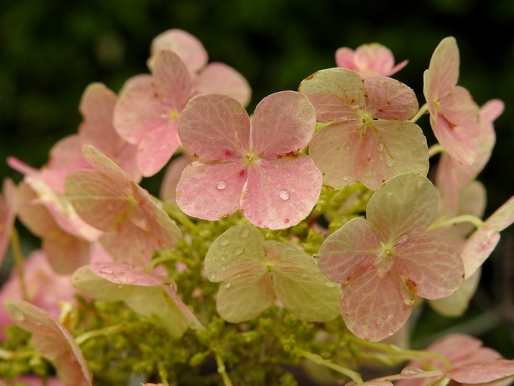 Pink Petals