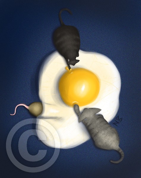 Fried egg whith cat