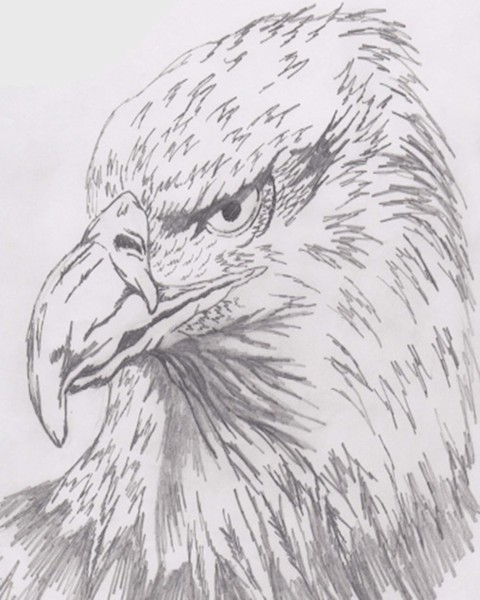 bald eagle