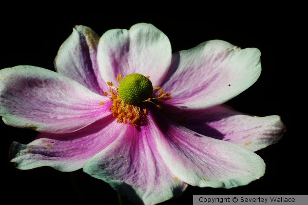 Cosmos