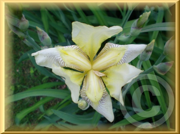 Iris