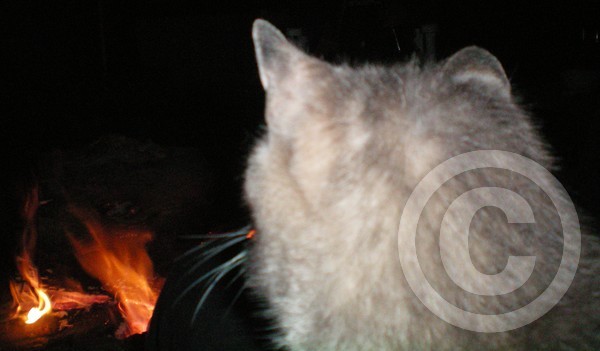 Mi Ocho... XOXO  (My cat,  Ocho)