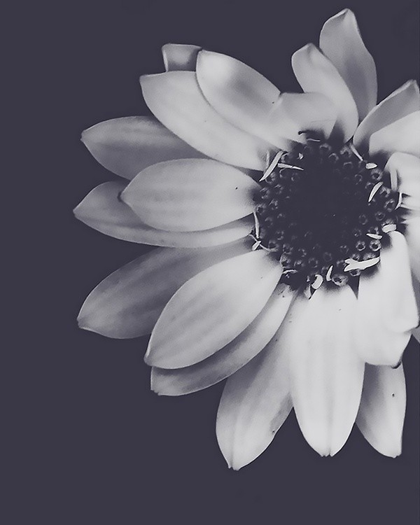 Daisy BW