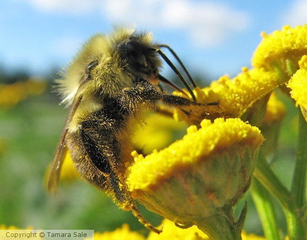 Bumble Bee on Blossom