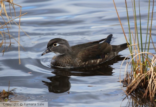 Wood Duck