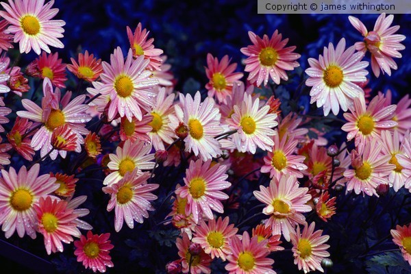 sunshine and flowers