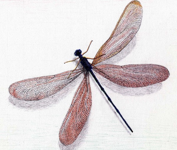 Fly Thumbi