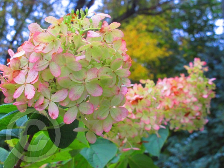 Hydrangea 1