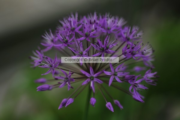 Purple Flower in Bloom