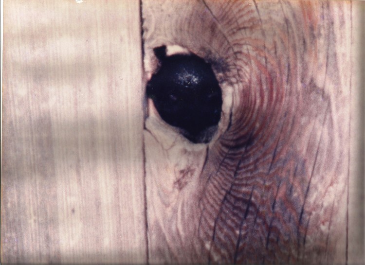Nosy Neighbor