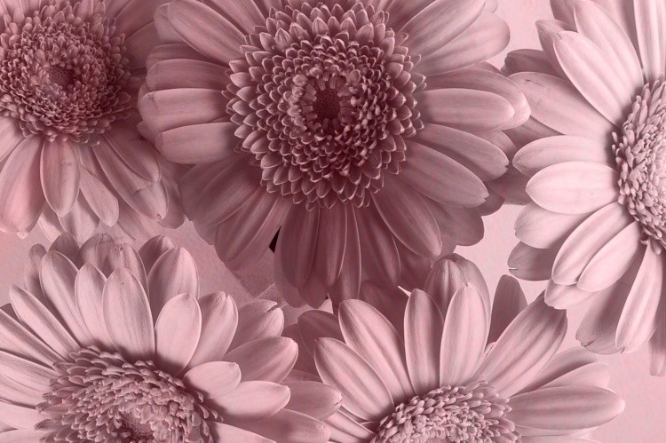 Blooming Closely