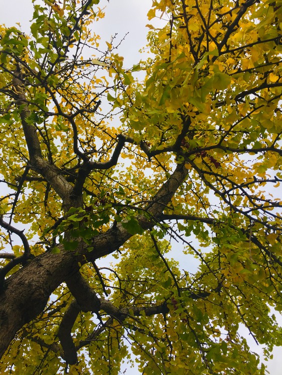 Fall colors