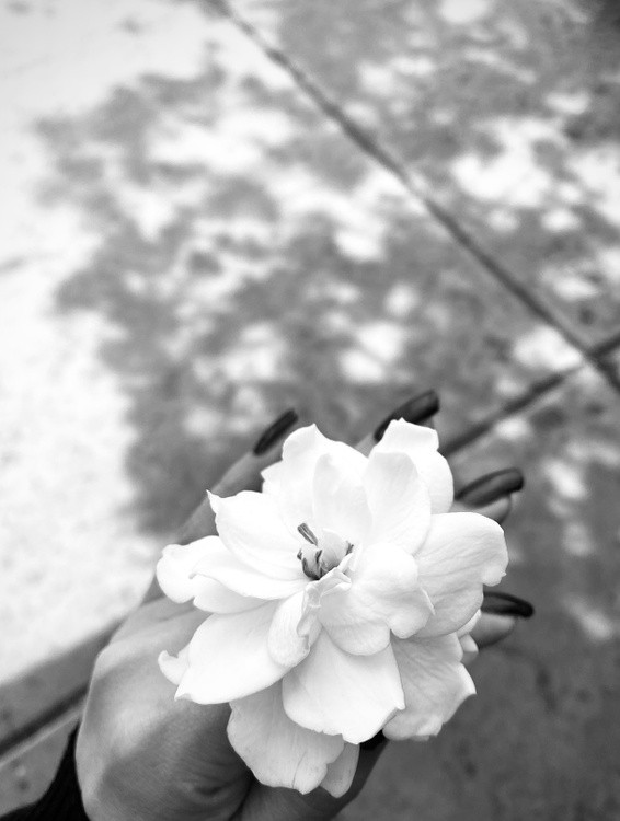 A flower to all of you.