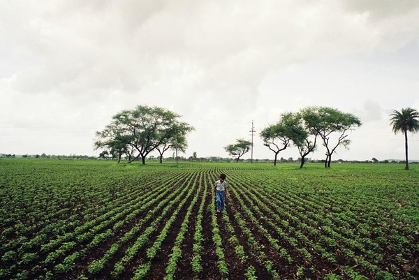 Ketan in the fields