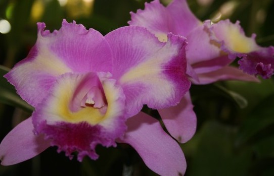 Lilac orchids