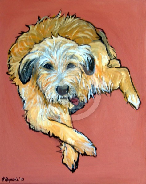 Labradoodle Dog
