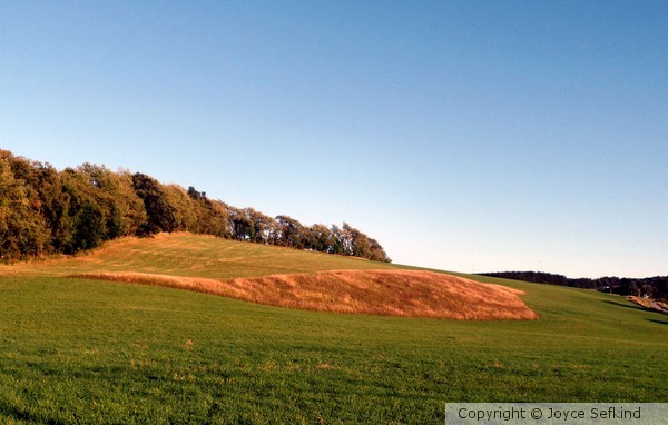 Field Whale