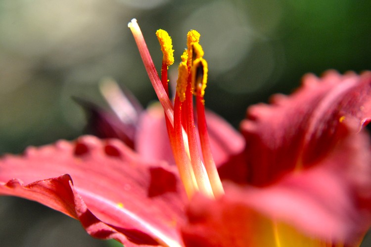 Glorious Red Lily