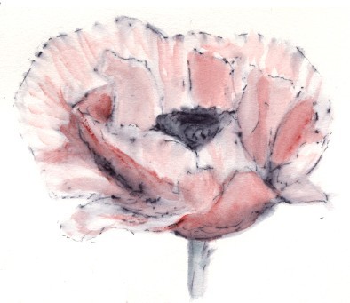 Red Poppy Watercolor