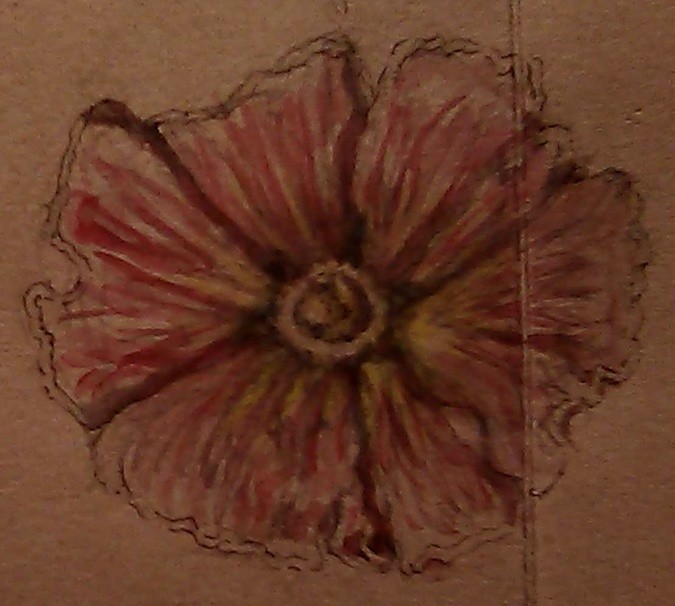 Mexican Evening Primrose
