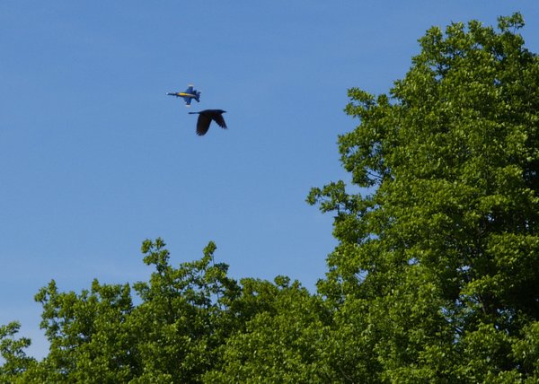 Flight