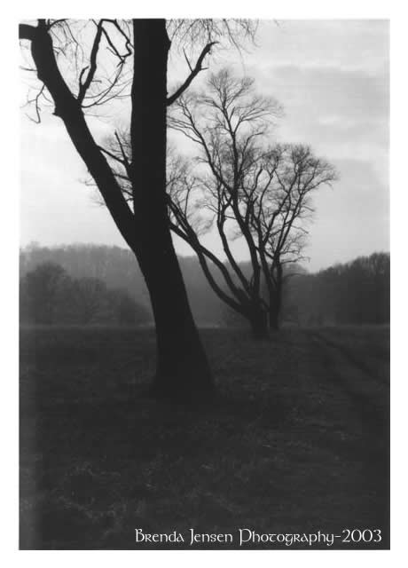 Favorite Tree