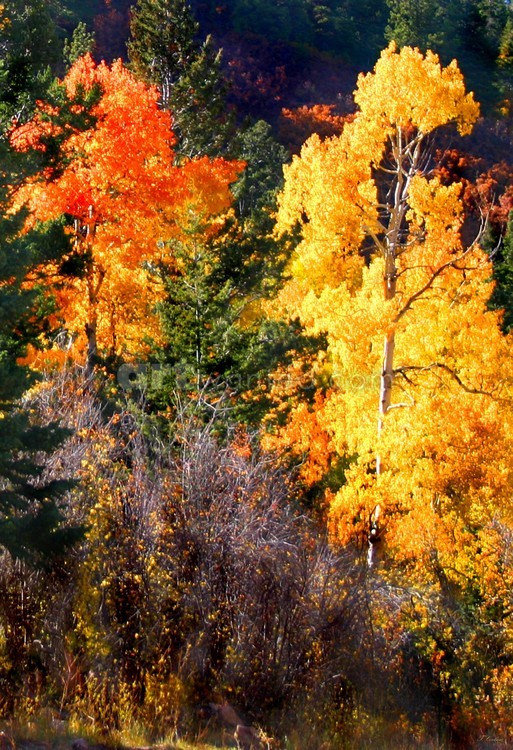 Aspen & Pine