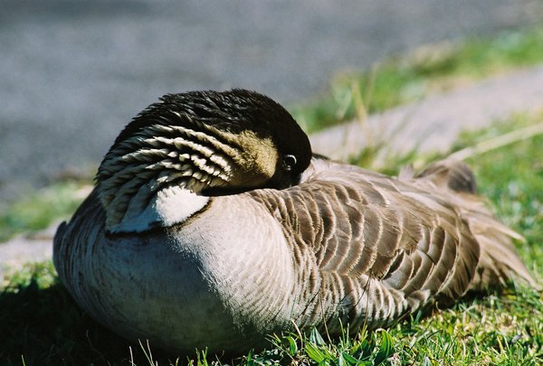 bird #1
