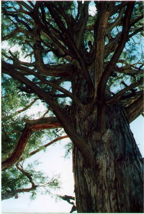 Inspiration Tree